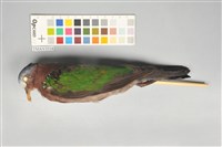 藏品(翠翼鳩)的圖片